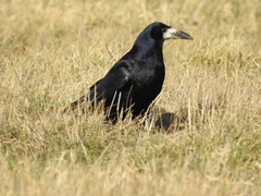 Corvus frugilegus
