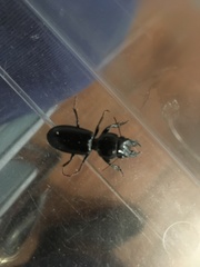 Scarites subterraneus