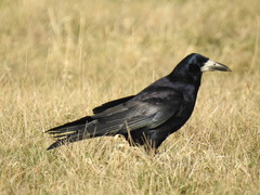 Corvus frugilegus