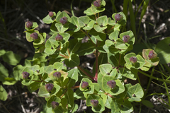 Euphorbia hylonoma