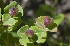Euphorbia hylonoma
