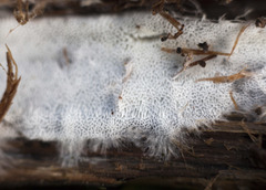 Trechispora hymenocystis