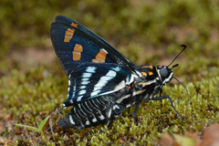 Mimardaris sela