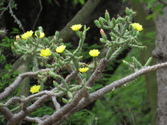 Opuntia pumila
