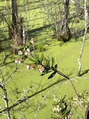 Pieris phillyreifolia