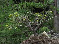Opuntia pumila