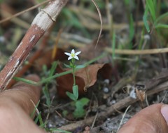 Centaurium centaurioides