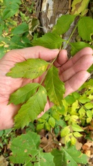 Campsis