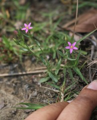 Centaurium centaurioides