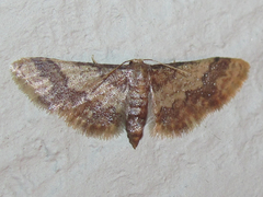 Idaea furciferata