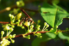 Polistes myersi