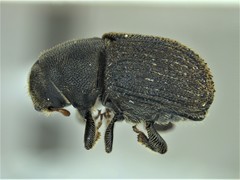 Phloeosinus dentatus image