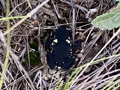 Melanophryniscus stelzneri