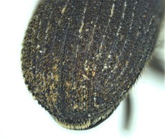 Phloeosinus dentatus image