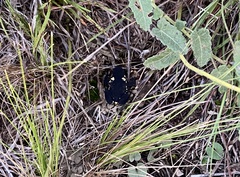 Melanophryniscus stelzneri