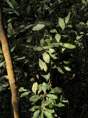 Helicia rengetiensis