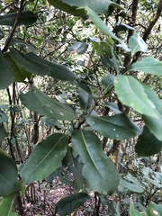 Helicia rengetiensis
