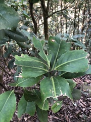 Helicia rengetiensis