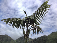 Chamaedorea tepejilote