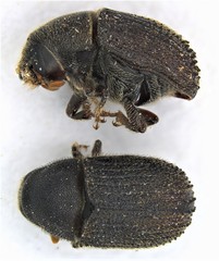 Phloeosinus dentatus