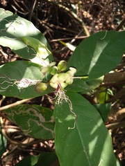 Capparidastrum frondosum