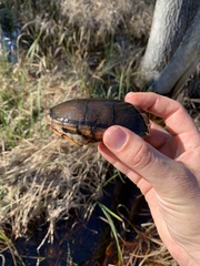 Kinosternon subrubrum