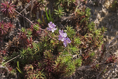 Limonium kraussianum
