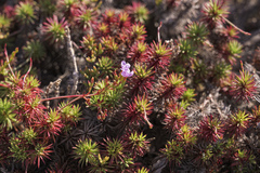 Limonium kraussianum