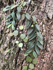Gastrochilus formosanus
