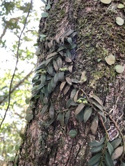 Gastrochilus formosanus