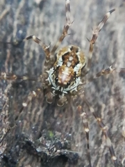 Megabunus diadema