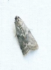 Oreana unicolorella