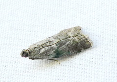Oreana unicolorella