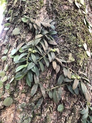 Gastrochilus formosanus