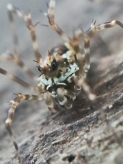 Megabunus diadema