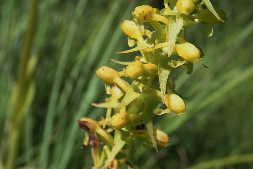Image of Satyrium parviflorum by no rights reserved