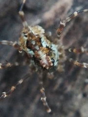 Megabunus diadema