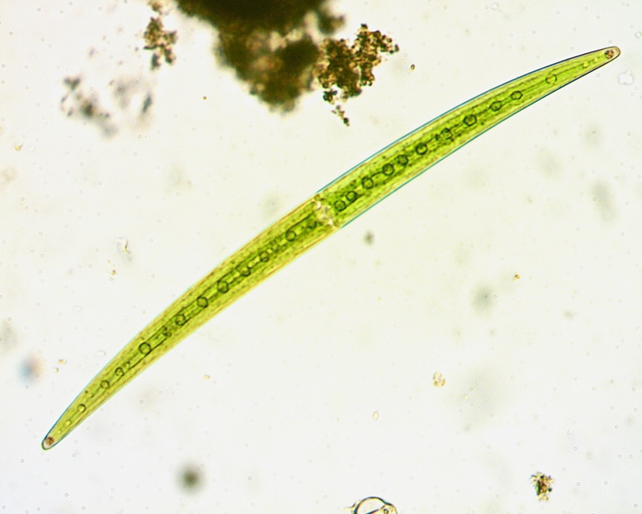 Closterium lineatum