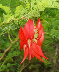Clianthus maximus
