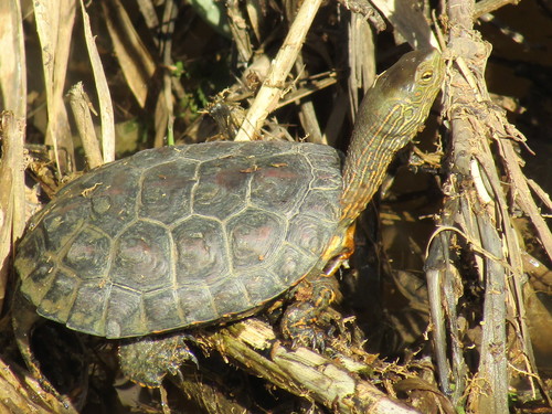 Mediterranean Turtle