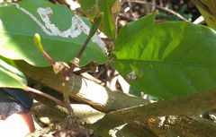 Capparidastrum frondosum