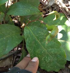 Capparidastrum frondosum