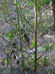 Sakesphorus canadensis