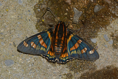 Mimardaris sela periphema