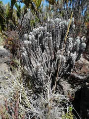 Gnaphaliothamnus costaricensis