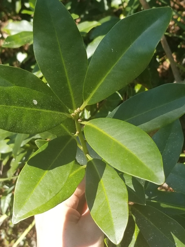 Yellow anisetree (Illicium parviflorum)