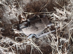 Tadarida brasiliensis