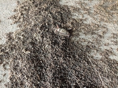 Tadarida brasiliensis