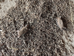Tadarida brasiliensis