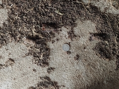 Tadarida brasiliensis